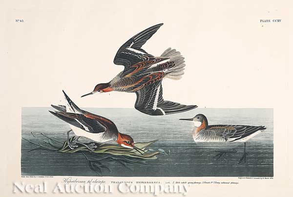 John James Audubon American 1785 1851  14074b