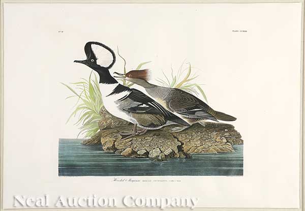 John James Audubon American 1785 1851  14074d