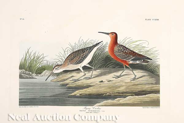 John James Audubon American 1785 1851  140755