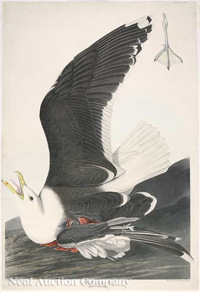 John James Audubon (American 1785-1851)