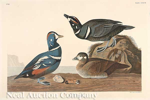 John James Audubon American 1785 1851  14075e