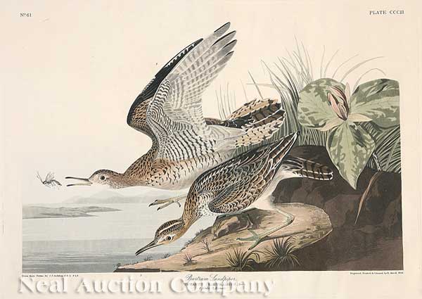 John James Audubon (American 1785-1851)