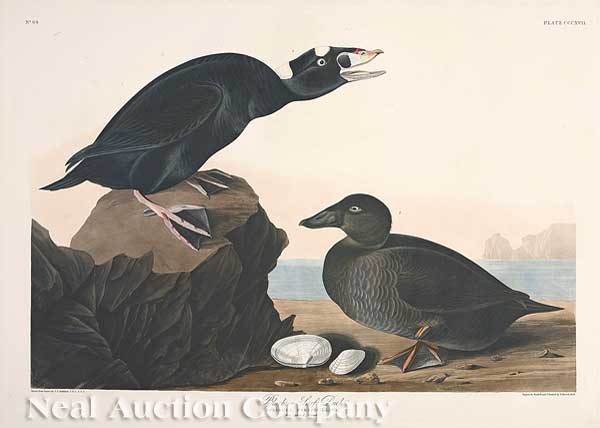 John James Audubon (American 1785-1851)