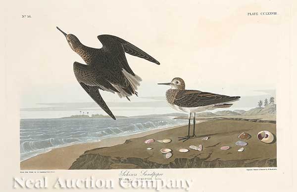 John James Audubon (American 1785-1851)