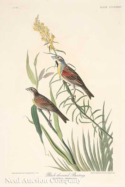 John James Audubon American 1785 1851  14076a