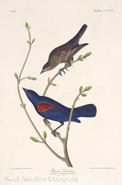 John James Audubon American 1785 1851  140771