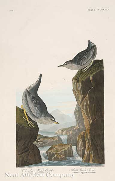 John James Audubon American 1785 1851  140773