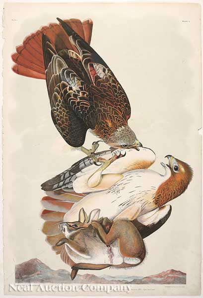 John James Audubon (American 1785-1851)