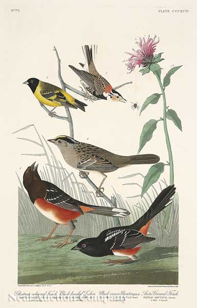 John James Audubon American 1785 1851  14076c