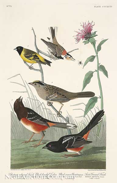 John James Audubon (American 1785-1851)