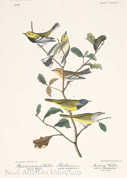 John James Audubon (American 1785-1851)