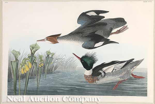 John James Audubon American 1785 1851  14076e