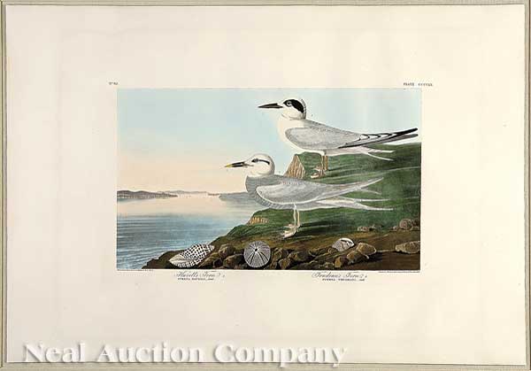 John James Audubon American 1785 1851  14076f