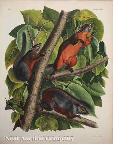 John James Audubon (American 1785-1851)