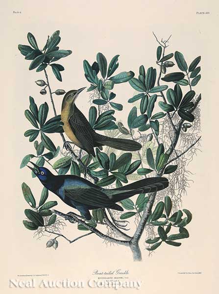 John James Audubon (American 1785-1851)