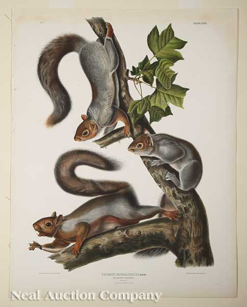 John James Audubon (American 1785-1851)