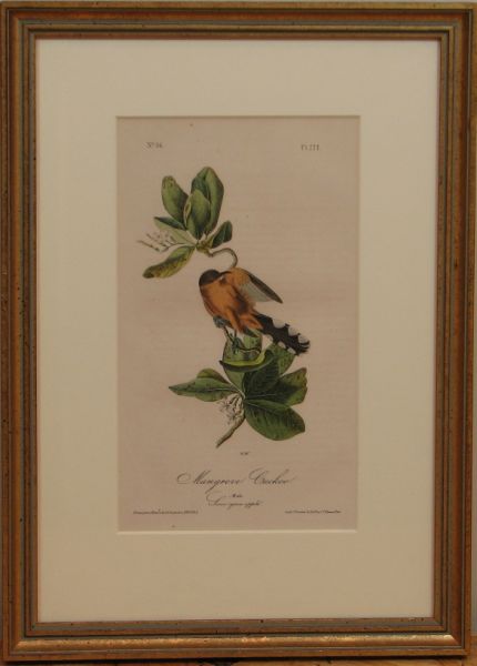 John James Audubon Mangrove Cuckoo  142e34