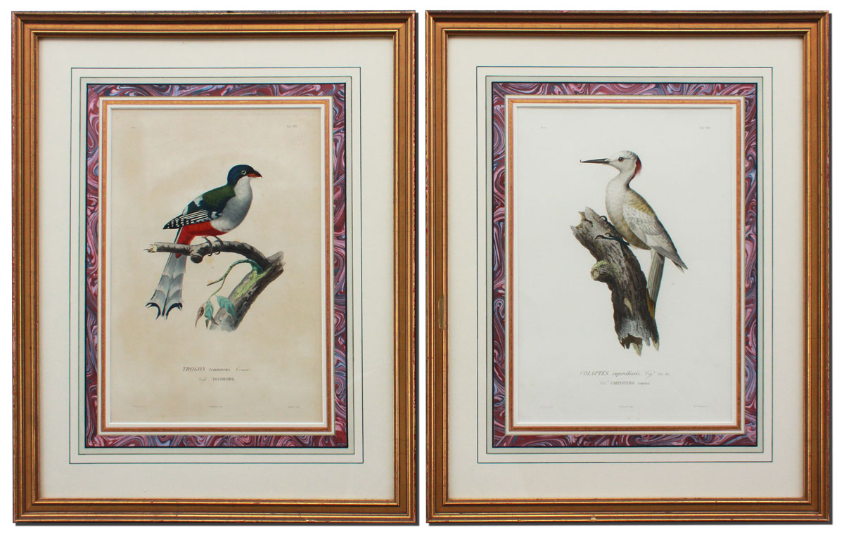 PAIR OF 19TH C ORNITHOLOGICAL 145d88