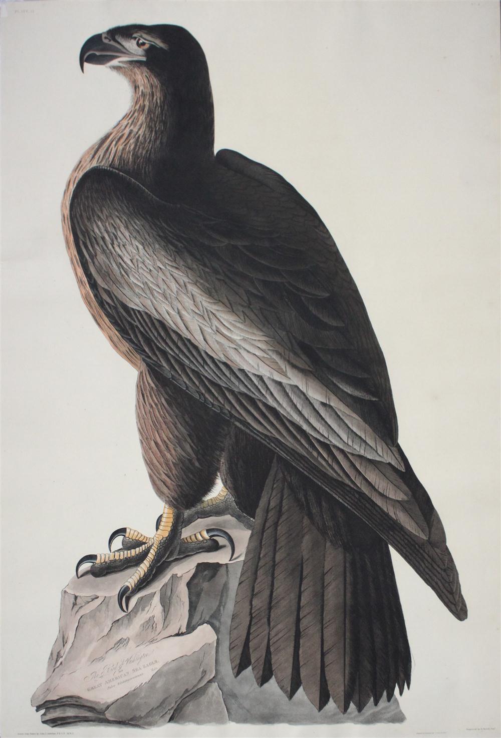 AFTER JAMES AUDUBON BY ROBERT HAVELL 14629b