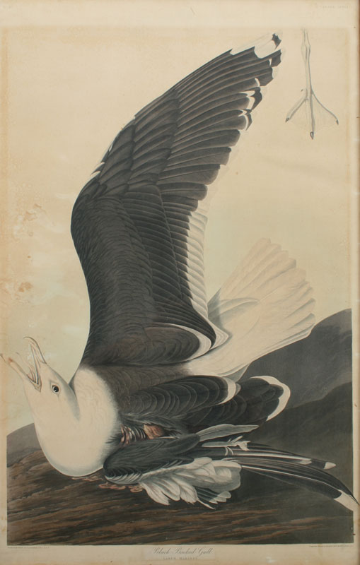 JOHN JAMES AUDUBON (AFTER) BLACK-BACKED