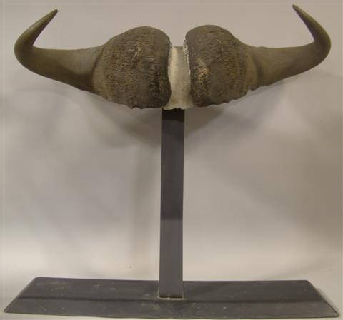 WATER BUFFALO HORNS mounted on a metal