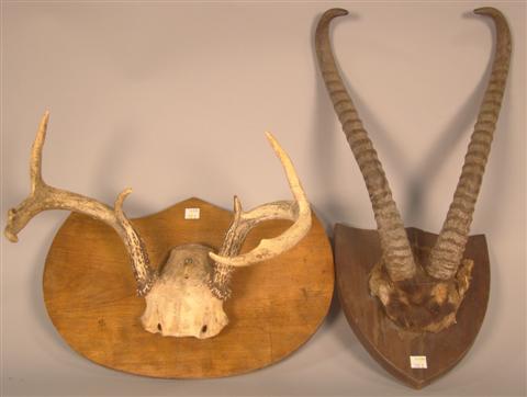 TWO MOUNTED ANTLERS along with 1451b7