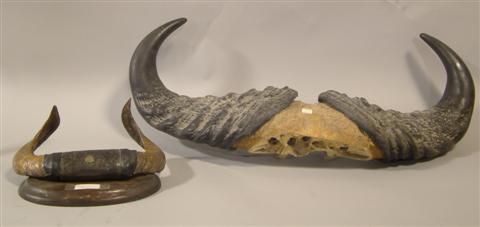 TWO MOUNTED ANTLERS along with