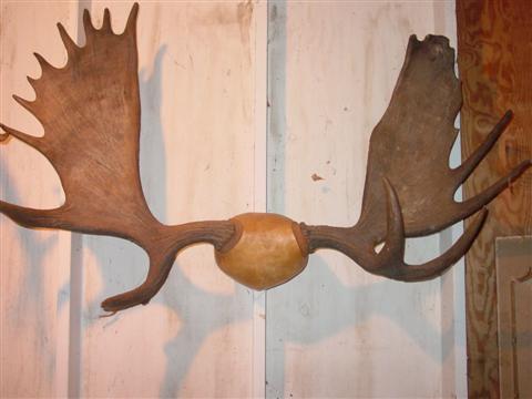 VINTAGE MOOSE ANTLERS w 54 in  145285