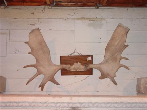 VINTAGE MOOSE ANTLERS w:50 in.