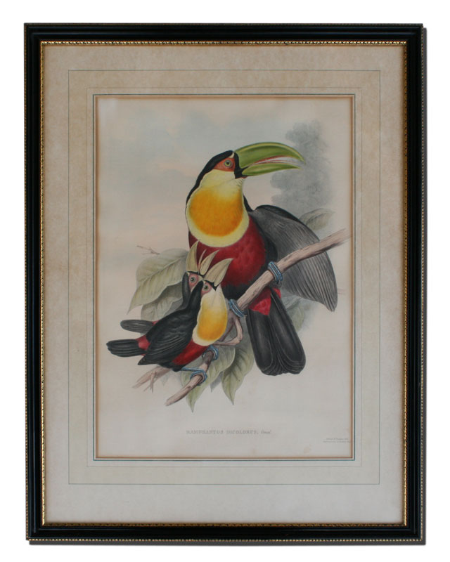 RAMPHASTOS DICOLORUS GOULD AND RICHTER