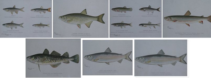 LOT OF 7 FISH LITHOGRAPHS BY SHERMAN