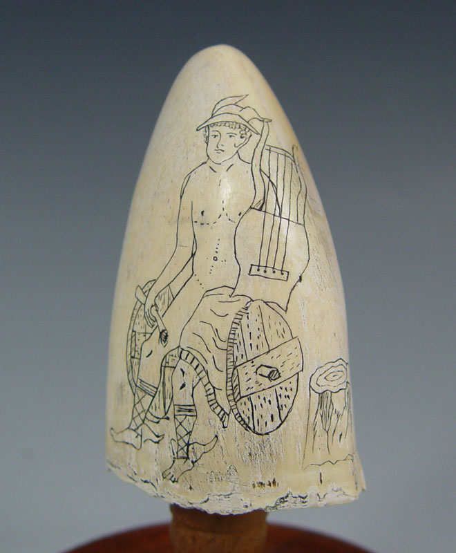 MERCURY WALRUS TOOTH SCRIMSHAW: Walrus