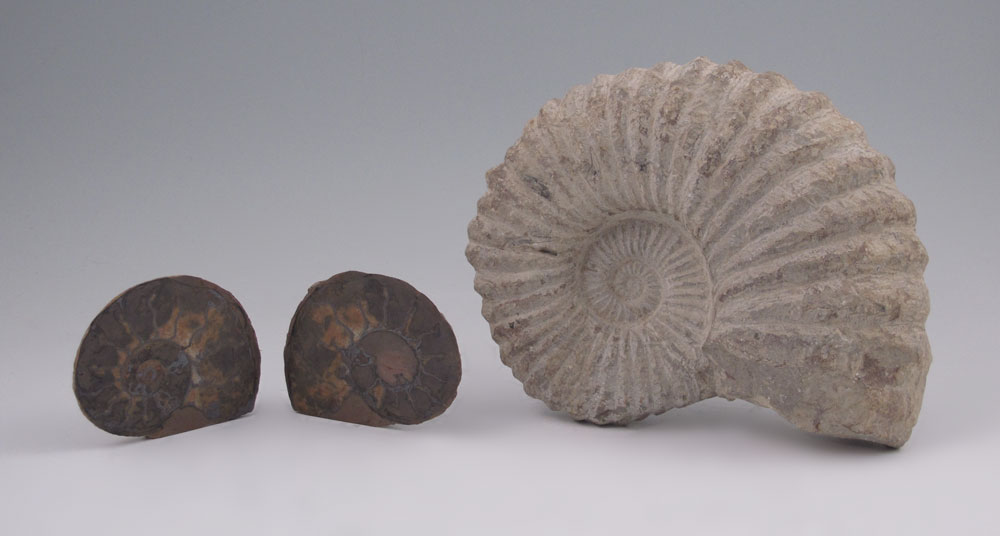 2 PIECE AMMONITE FOSSILS To include 148ab1