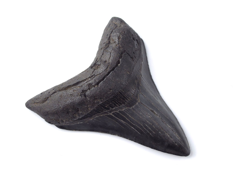 MEGALODON FOSSIL SHARK S TOOTH  14780f