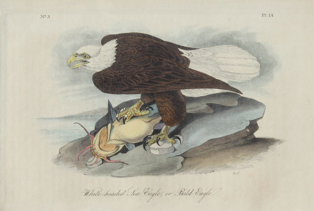 AUDUBON JOHN JAMES after (American):