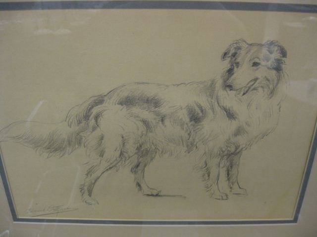 Edmund H. Osthaus drawing of Collie