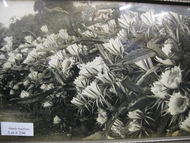 Vintage Hawaii Photograph of Flowers