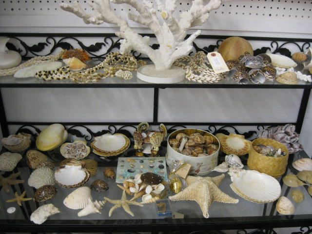 Shell Collection hundreds of pieces