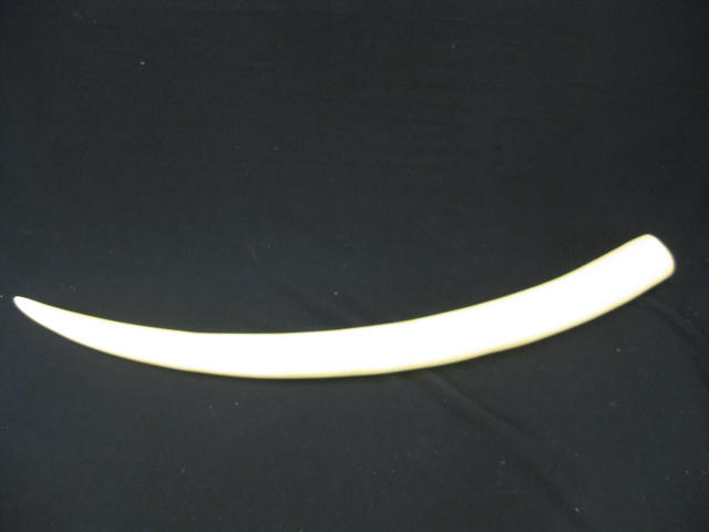 Elephant Ivory Tusk 37'' long a