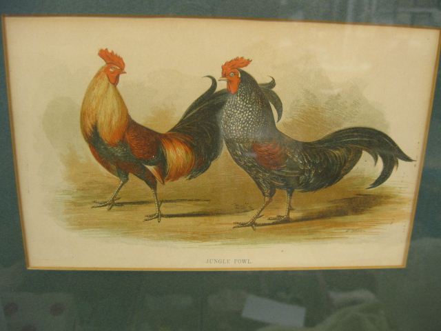 Pair of Handcolored Engraving of