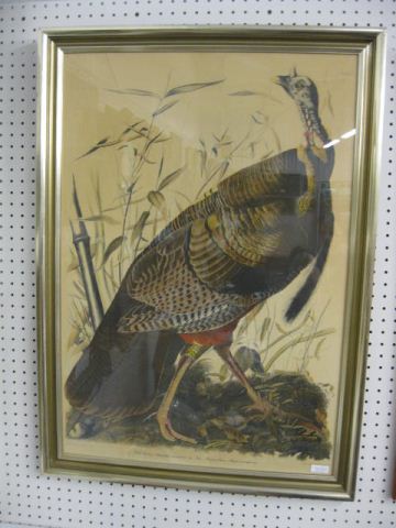 Audubon Print Wild Turkey image 14c3d1