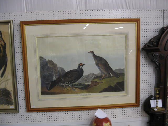 Audubon Print Long Tailed or Dusky