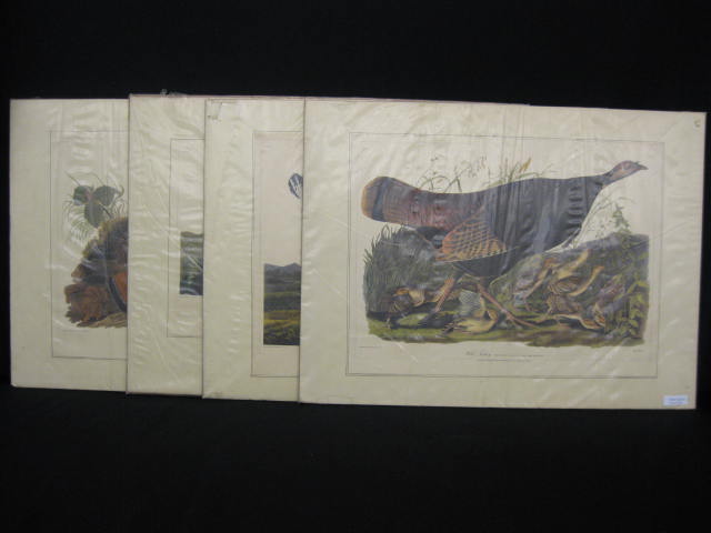 4 Audubon Prints various scenes