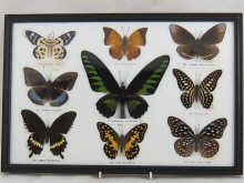 A display case of Indian and other butterflies.