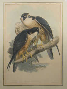 Five 19th century ornithological