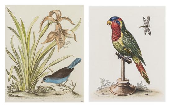 Two Botanical Prints with Birds 150731
