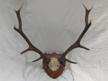 A pair of twelve point antlers 14e8c4