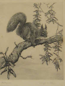 A framed etching '' Red Squirrel