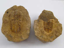 A trilobite fossil in two parts.
