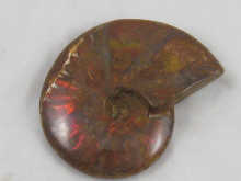 An opalescent ammonite approx. 10 x